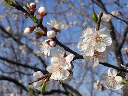 Attēlu rezultāti vaicājumam “Prunus armeniaca”