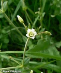 Attēlu rezultāti vaicājumam “Cerastium holosteoides fruit”