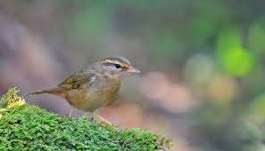 Image result for Phylloscopus schwarzi