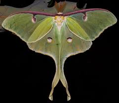 Attēlu rezultāti vaicājumam “Diachea muscorum macro”