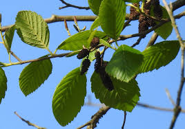 Attēlu rezultāti vaicājumam “Alnus”