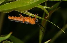 Attēlu rezultāti vaicājumam “Oberea oculata”