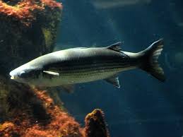 Image result for Liza aurata