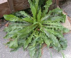 Image result for Cichorium intybus