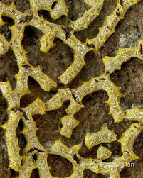 Attēlu rezultāti vaicājumam “Physarum pezizoideum spores”