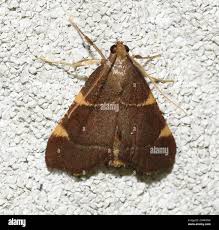 Attēlu rezultāti vaicājumam “Hypsopygia glaucinalis”