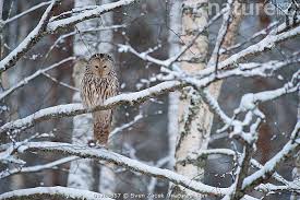 Attēlu rezultāti vaicājumam “Strix uralensis”
