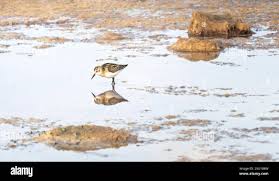 Attēlu rezultāti vaicājumam “Calidris alba adult”