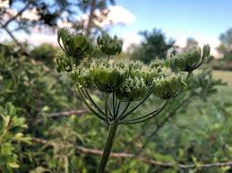 Attēlu rezultāti vaicājumam “Heracleum sphondylium subsp. sibiricum fruit”