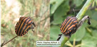 Attēlu rezultāti vaicājumam “Graphosoma lineatum imago”