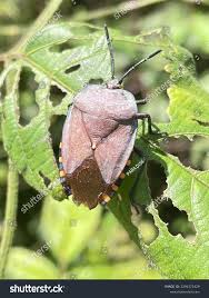 Attēlu rezultāti vaicājumam “Chlorochroa juniperina”