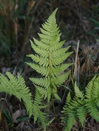 Attēlu rezultāti vaicājumam “Dryopteris carthusiana”