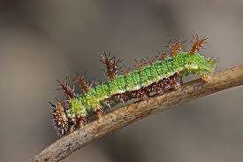 Attēlu rezultāti vaicājumam “Limenitis camilla upperside”