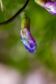 Attēlu rezultāti vaicājumam “Lathyrus vernus bud”