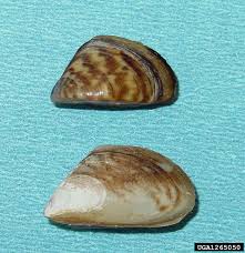 Attēlu rezultāti vaicājumam “Dreissena polymorpha”