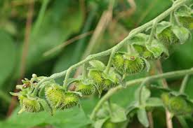 Attēlu rezultāti vaicājumam “Cynoglossum officinale fruit”