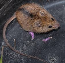 Attēlu rezultāti vaicājumam “Sicista betulina”