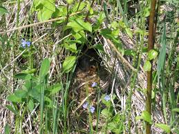 Attēlu rezultāti vaicājumam “Erithacus rubecula nest”