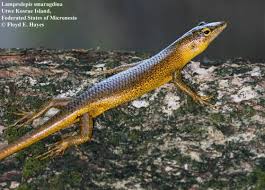 Risultati immagini per dasia smaragdina