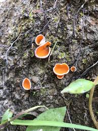 Attēlu rezultāti vaicājumam “Caloscypha fulgens”