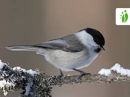 Attēlu rezultāti vaicājumam “Poecile montanus adult”