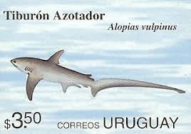 Image result for Alopias vulpinus