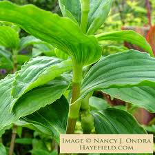 Attēlu rezultāti vaicājumam “Trichia erecta”