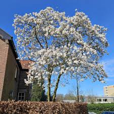 Attēlu rezultāti vaicājumam “Magnolia kobus”