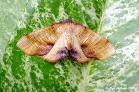 Attēlu rezultāti vaicājumam “Plagodis dolabraria”