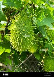 Attēlu rezultāti vaicājumam “Echinocystis lobata”