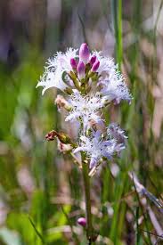 Attēlu rezultāti vaicājumam “Menyanthes trifoliata fruit”
