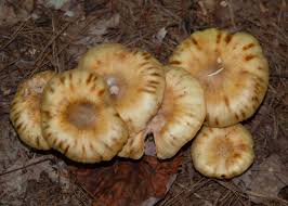 Attēlu rezultāti vaicājumam “Armillaria mellea”