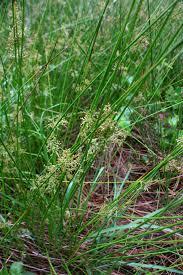 Attēlu rezultāti vaicājumam “Scirpus sylvaticus”