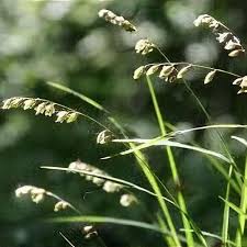 Attēlu rezultāti vaicājumam “Melica nutans flower”