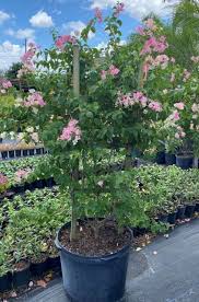 Image result for bougainvillea