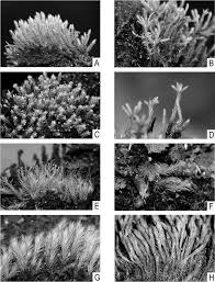 Attēlu rezultāti vaicājumam “Philonotis sporophyte”
