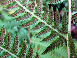 Attēlu rezultāti vaicājumam “Athyrium filix-femina”