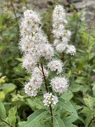 Attēlu rezultāti vaicājumam “Spiraea”