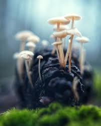 Attēlu rezultāti vaicājumam “Strobilurus esculentus”