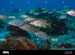 Image result for Lutjanus mahogoni