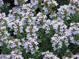 Image result for Thymus vulgaris