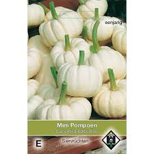 Attēlu rezultāti vaicājumam “Cucurbita pepo”