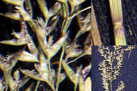 Attēlu rezultāti vaicājumam “Agrostis stolonifera subsp. straminea”