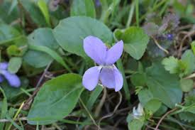 Attēlu rezultāti vaicājumam “Viola hirta leaf”