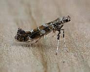 Attēlu rezultāti vaicājumam “Gracillaria syringella”