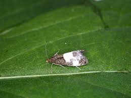 Attēlu rezultāti vaicājumam “Notocelia cynosbatella”