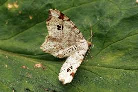 Attēlu rezultāti vaicājumam “Macaria notata”