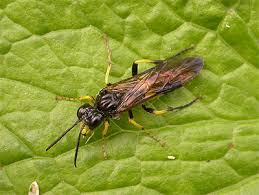Attēlu rezultāti vaicājumam “Tenthredo campestris”