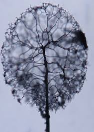 Attēlu rezultāti vaicājumam “Paradiacheopsis rigida stalked”