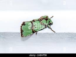 Attēlu rezultāti vaicājumam “Staurophora celsia”